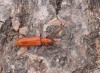 tesařík (Brouci), Obrium cantharinum, Cerambycidae, Obriini (Coleoptera)